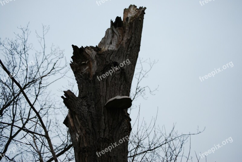 Tree Nature Winter Pollard Willow Abstract