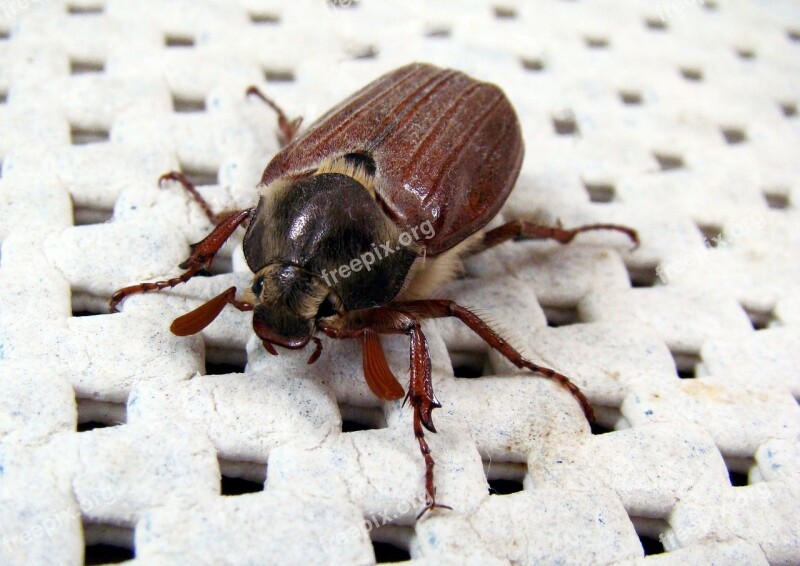 Melolontha Beetle Animals Cockchafer May Bug