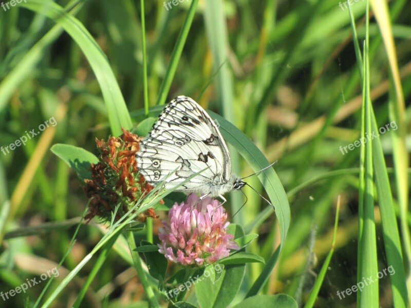 Butterfly Flower Nature Lavender Black White