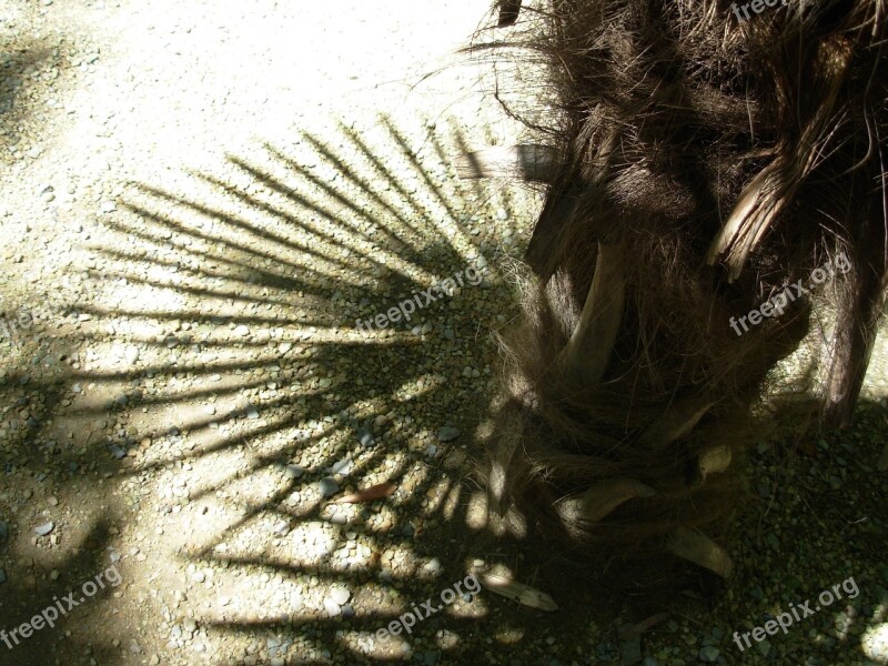 Tree Nature Shadow Palm Tree Free Photos