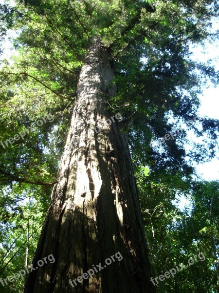 Sequoia Tree Nature Free Photos