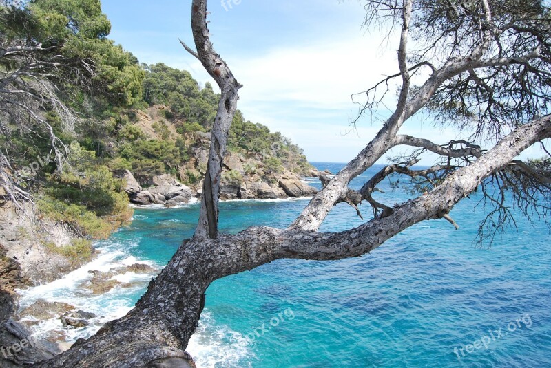 Sea Tree Azure Blue Corniche Azure