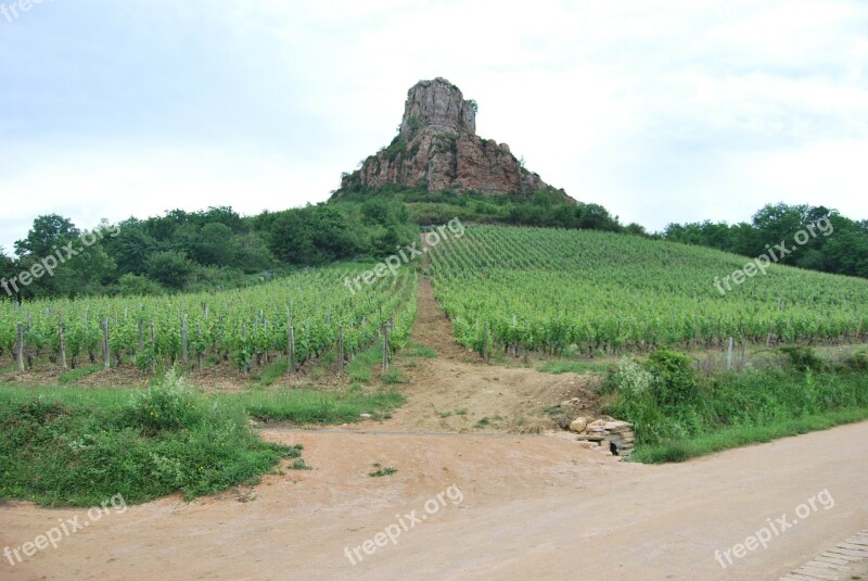 Rock Vineyard Burgundy Wine Agriculture