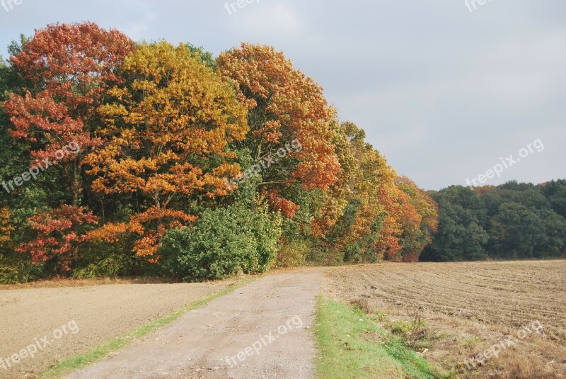 Autumn Trees Colors Road Nature