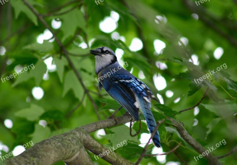 Blue Jay Bird Feathered Animal Colorful