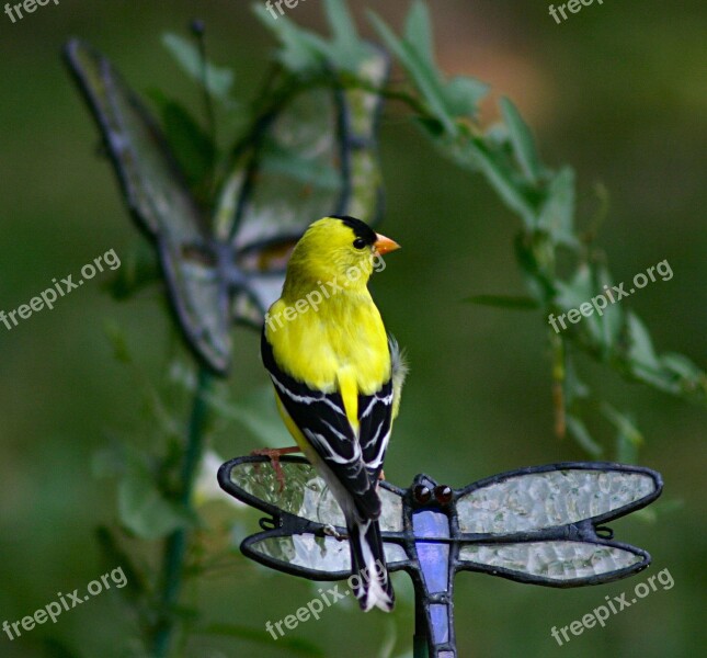 Gold Finch Bird Feathered Wildlife Animal