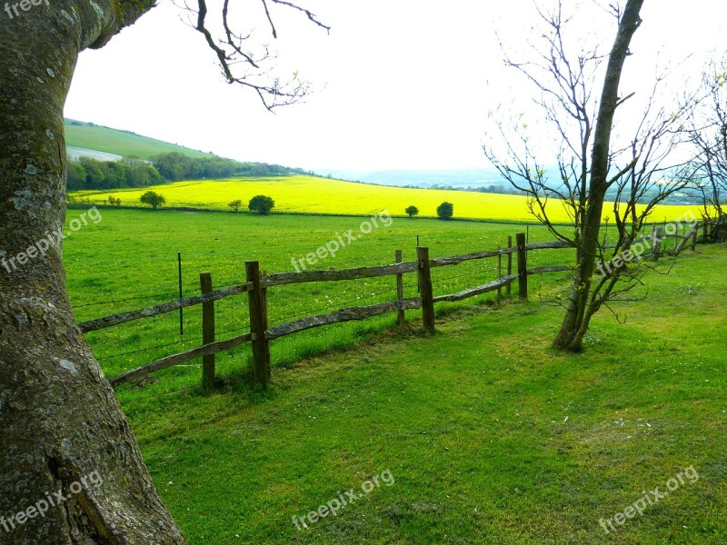 Field Meadow Oilseed Rape Green Landscape