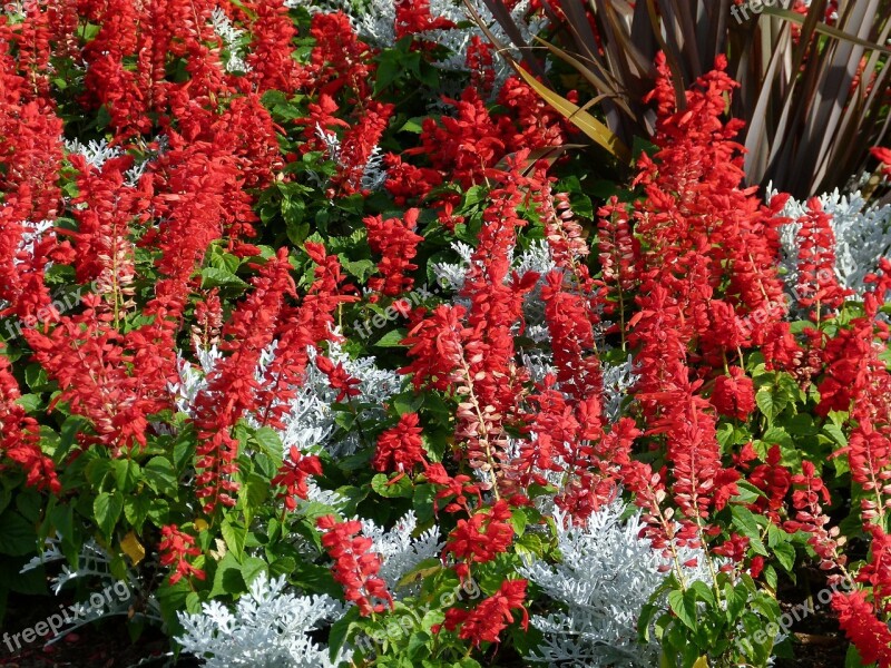 Red Celosia Flower Bed Garden