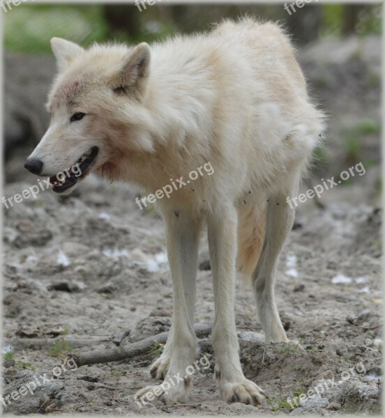 Wolf Predator European Wolf Gray Wool White Wolf