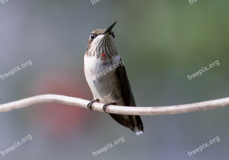 Hummingbird Juvenile Ruby Bird Nature