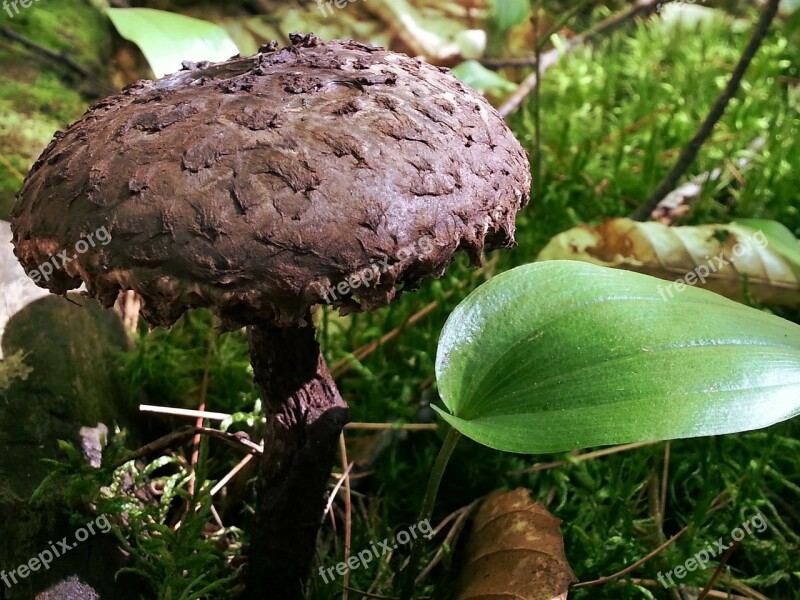 Mushroom Forest Nature Wood Ground