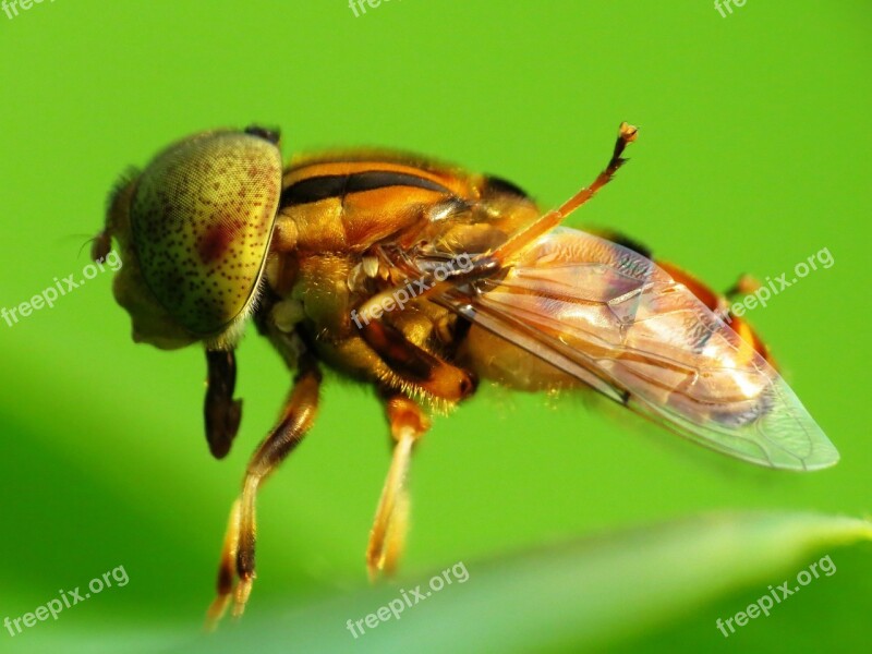 Fly Macro Long Tongue Sunny Perch