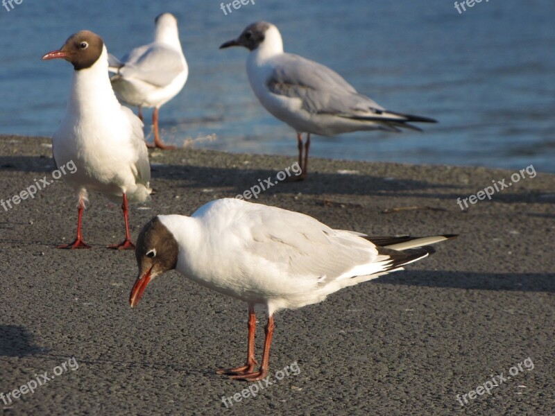 Seagull Gull Head Bird Birds