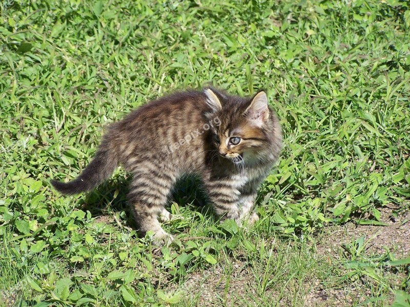 Kitty Cat House Pet Feline Rodent