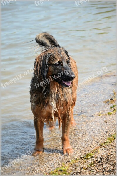 Dog Dogs Pet Outdoor Ball