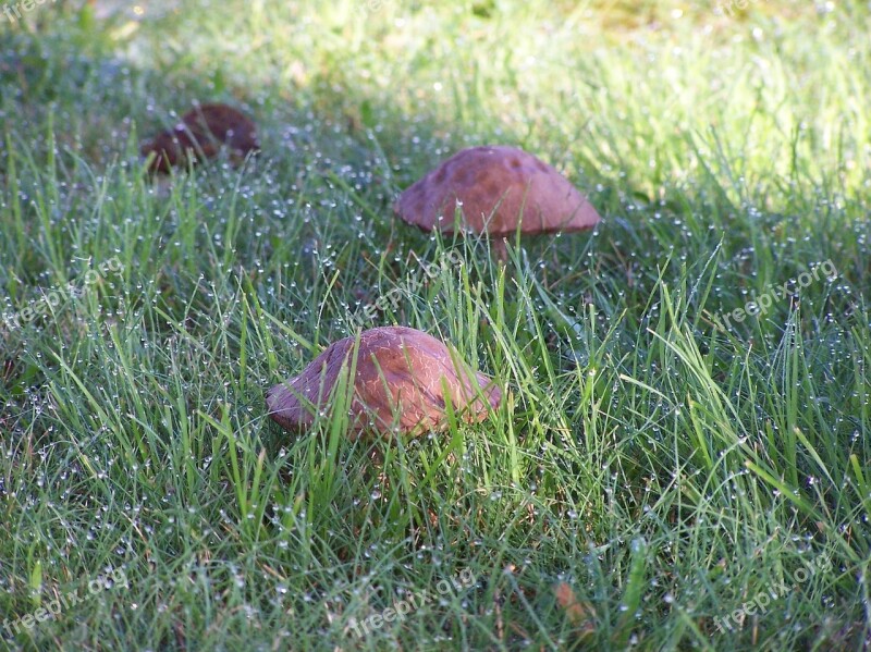 Mushroom Water Rain Field Eat