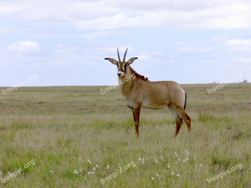 Buck Antelope Roan Antelope Africa South Africa