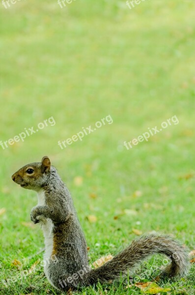 Squirrel Grass Animals Wildlife Nature