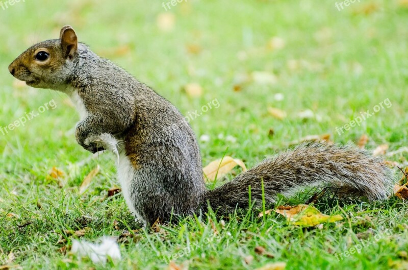 Squirrel Grass Animals Wildlife Nature