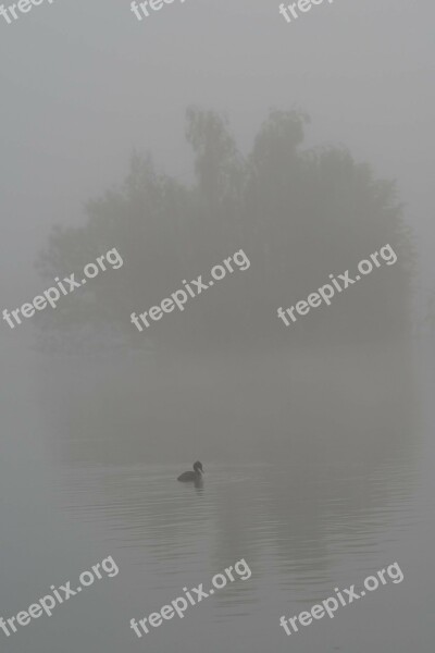 Duck Bird Water Fog Wings