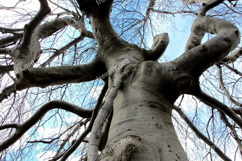 Tree Gnarled Twisting Twisted Wood