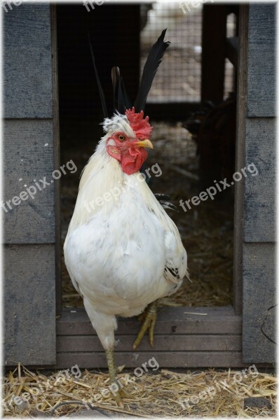 Chicken Chickens Rooster Farm Animal