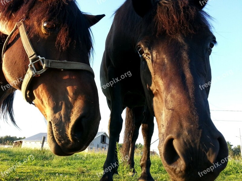 Horse Horses Horseback Riding Animal