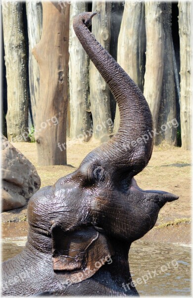 Elephant Indian Elephant Pool Water Bath