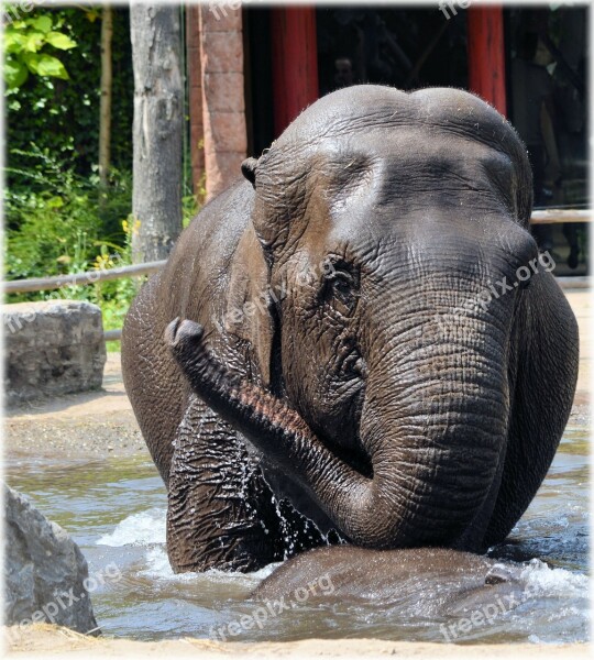 Elephant Indian Elephant Pool Water Bath