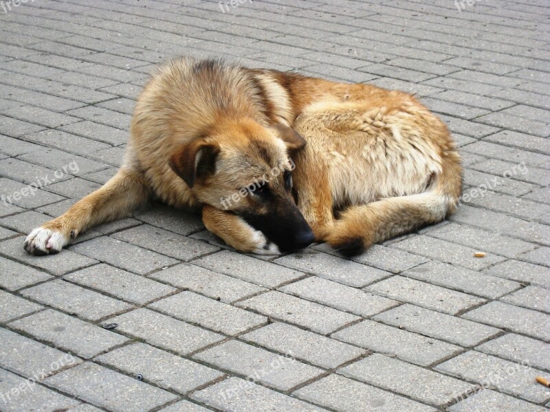 Dog Astronira Homeless Animal Waits