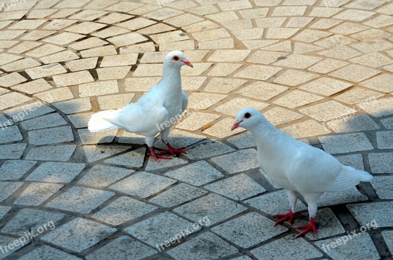 Animals Bird Birds Pigeon Albino