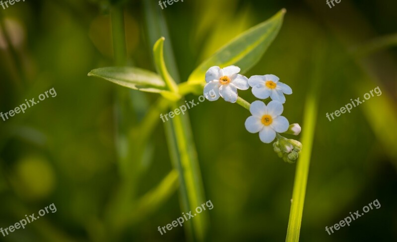 Forget-me-not Flower Blue White Green