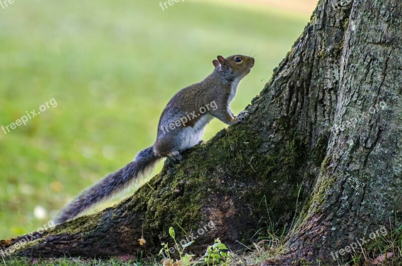 Squirrel Tree Animals Wildlife Nature