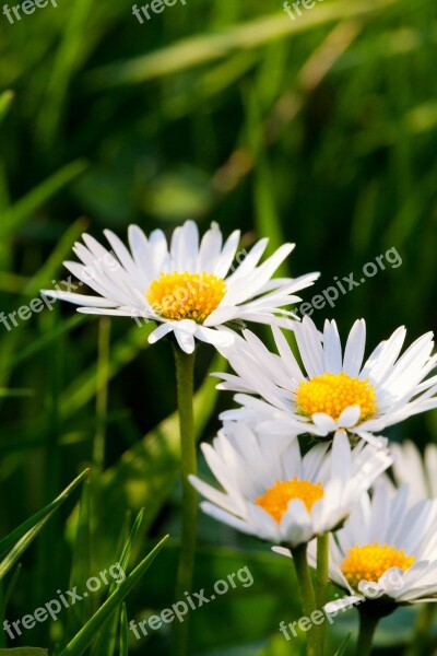 Green White Summer Daisy Nature