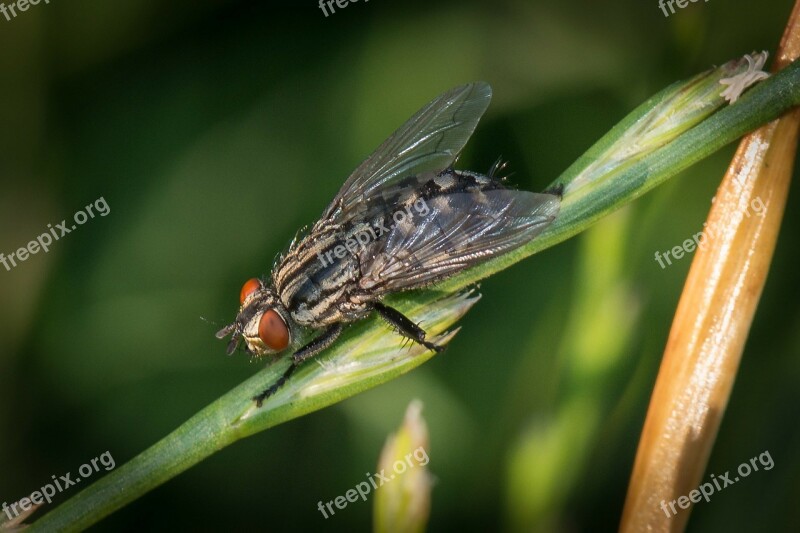 Insects Wings Fly Nature Life