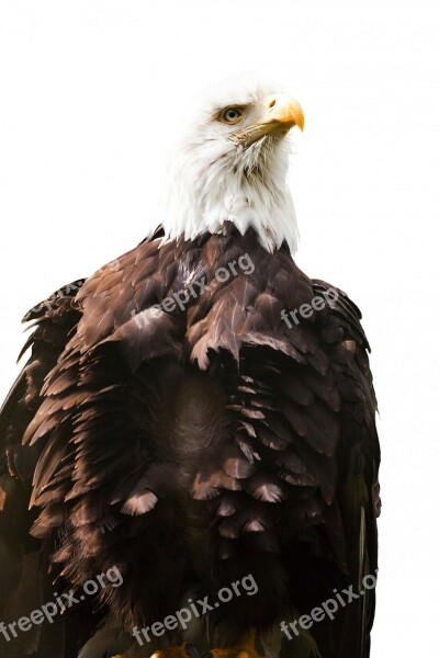 Eagle American Bird White America