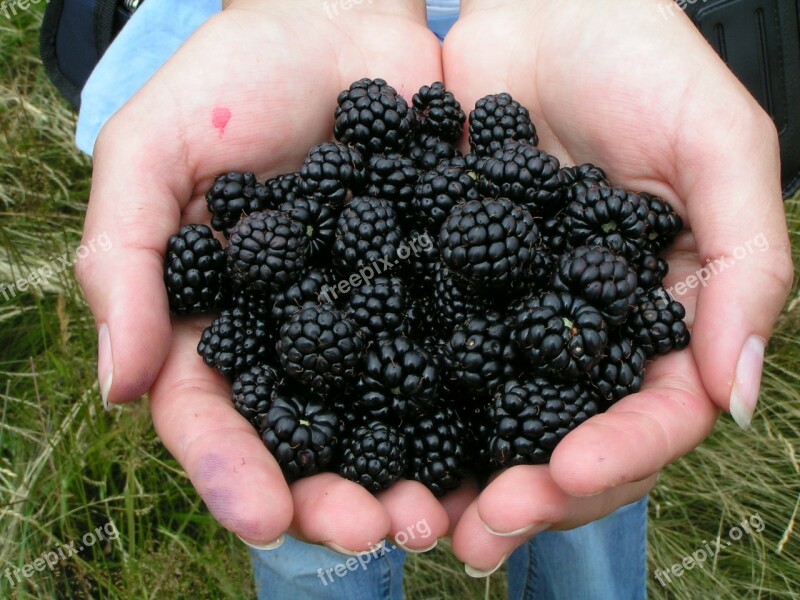 Blackberry Berry Summer Fruit Food