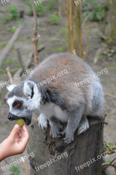 Ring-tailed Lemur Lemurs Tropical Estate Hoenderdaell