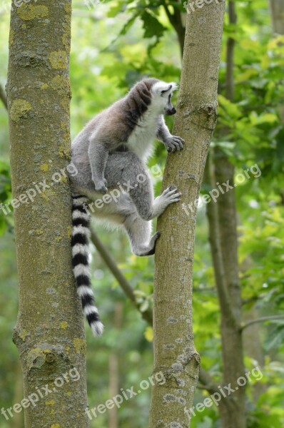 Ring-tailed Lemur Lemurs Tropical Estate Hoenderdaell