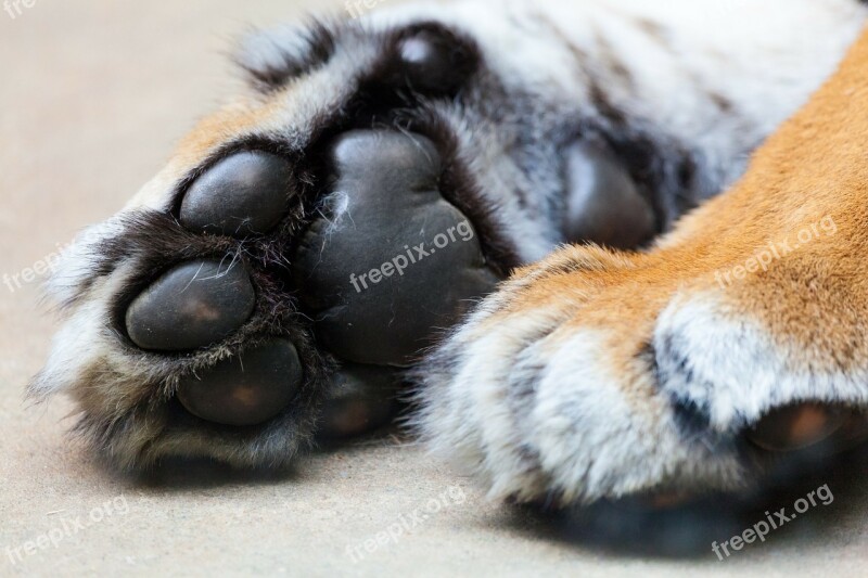 Tiger Paw Animal Claw Fur