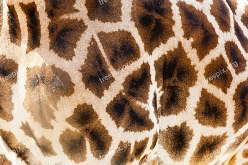 Wild Giraffe Fur Africa Wildlife