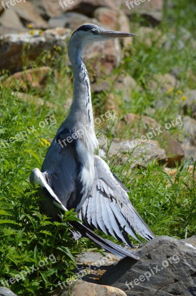 Heron Water Bird Animal Artis