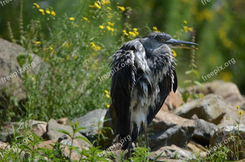 Nature Bird Water Bird Animal Artis