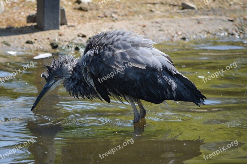 Nature Bird Water Bird Animal Artis