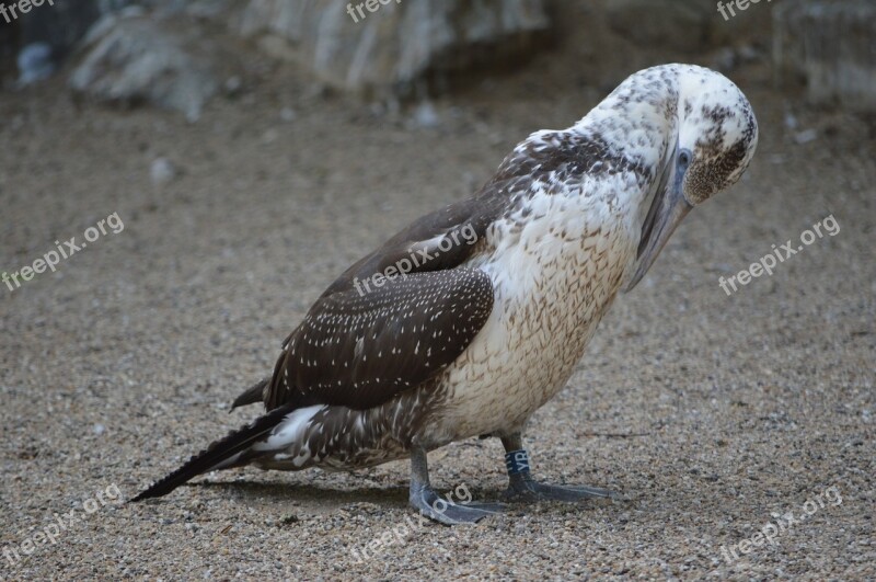 Bird Zoo Artis Holland Amsterdam