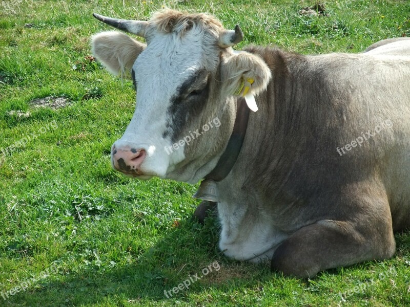 Cow Cattle Alm Domestic Cattle Bavaria