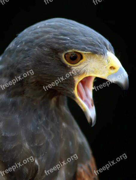 Animal Harris Hawk Hunter Space