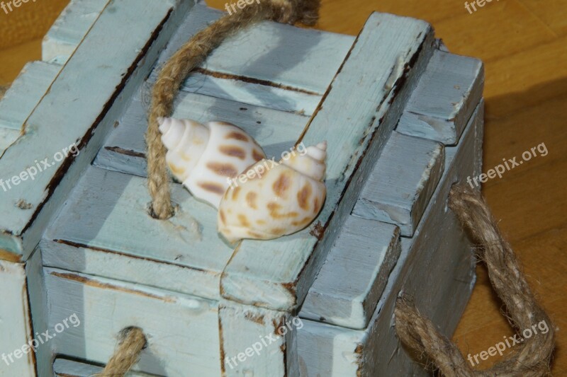 Mussels Snail Shells Box Maritime Decoration