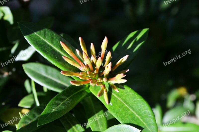 Flower Bud Tips Flower Buds Buds Sri Lanka