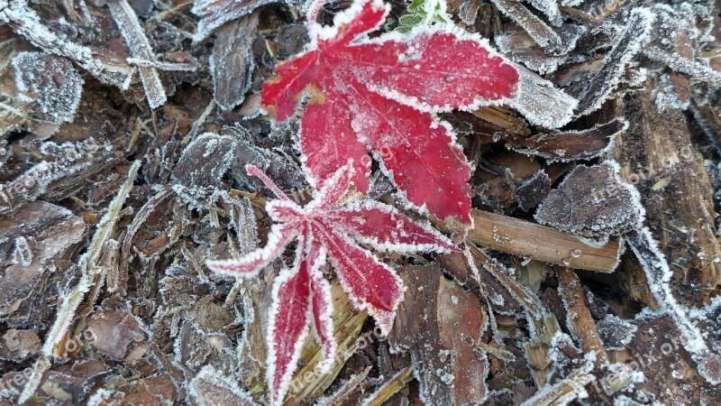 Late Autumn Ripe Hoarfrost Autumn Smile Fall Leaves